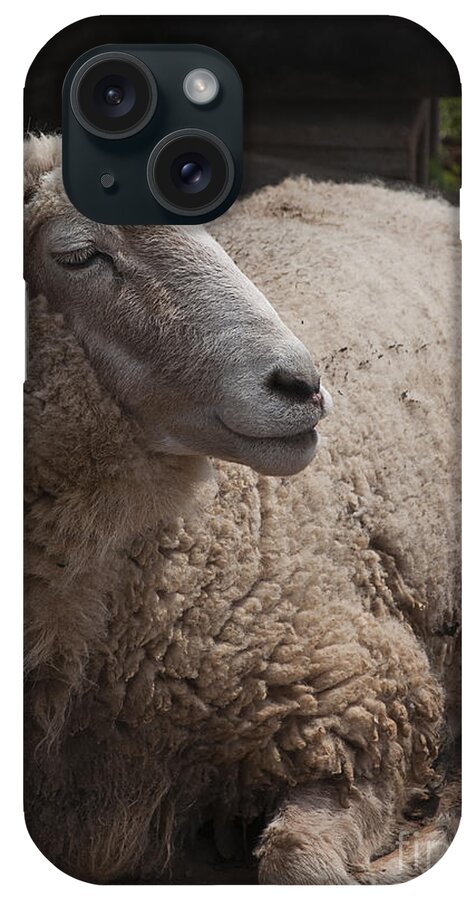 Ewe iPhone Case featuring the photograph Ewe by Terry Rowe