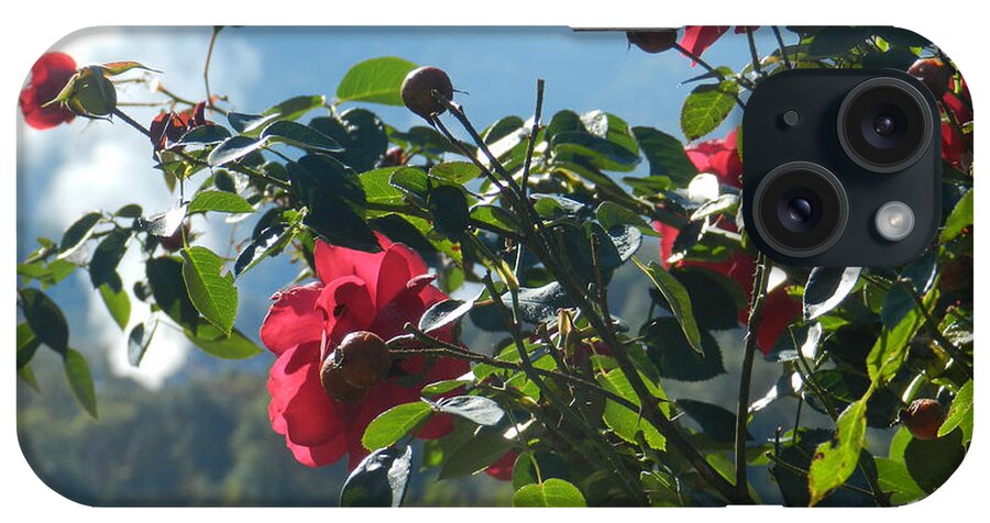 Roses iPhone Case featuring the photograph Facing the Light by Deborah Ferree