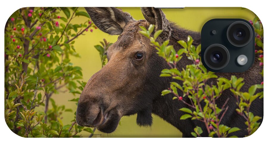 Moose iPhone Case featuring the photograph Fall Moose by Kevin Dietrich