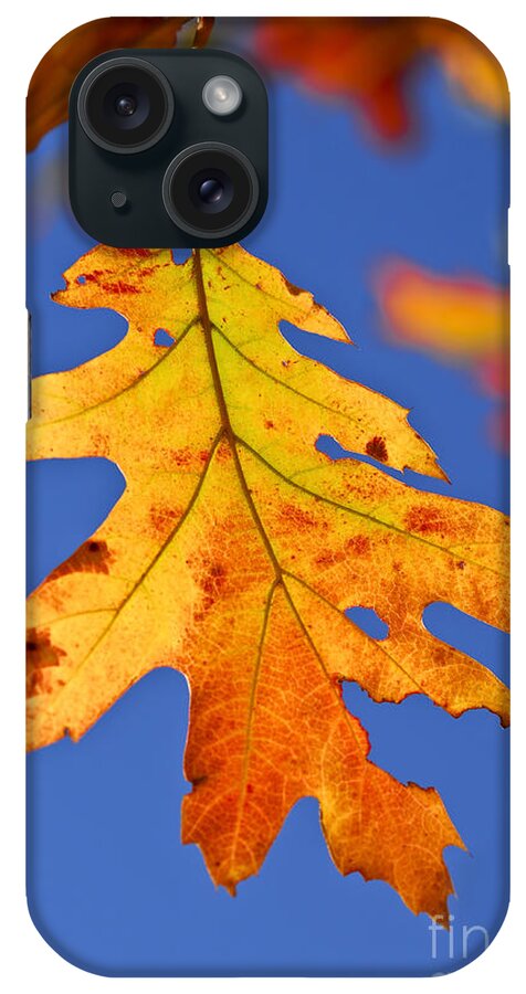 Autumn iPhone Case featuring the photograph Fall oak leaf by Elena Elisseeva