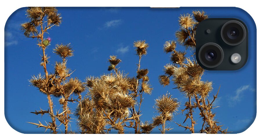Thistles iPhone Case featuring the photograph Fall thistles in Iowa by Diane Lent