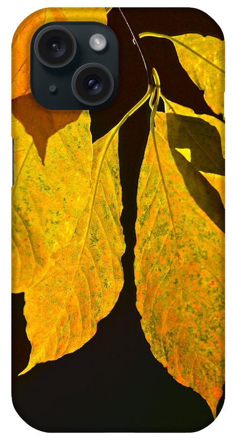 Fall iPhone Case featuring the photograph Fall's Purest Gold by Sandi OReilly