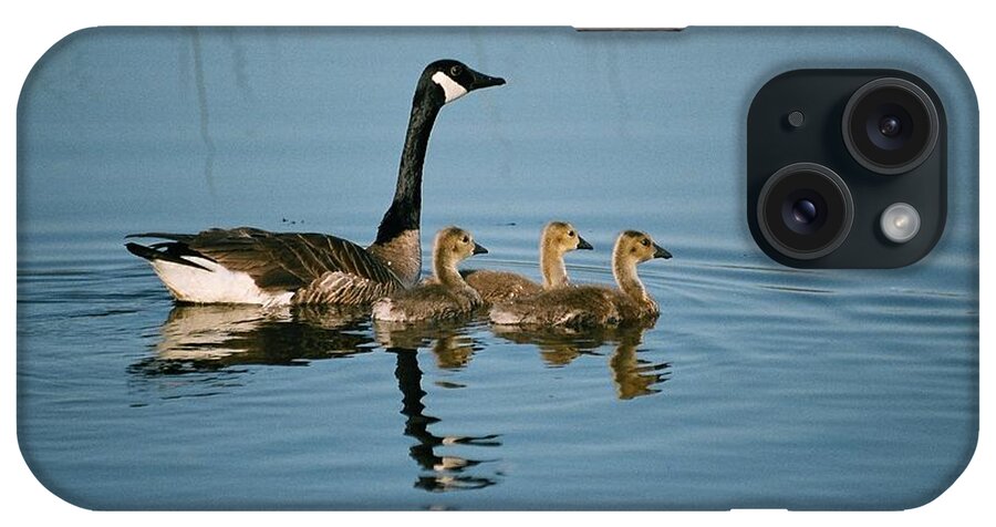 Canada Goose iPhone Case featuring the photograph Family Outing by David Porteus