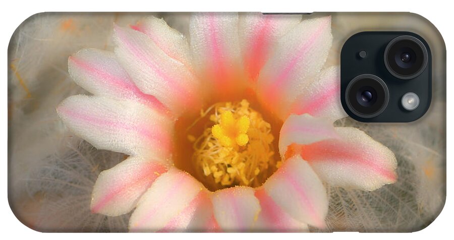Cactus iPhone Case featuring the photograph Feather Cactus by Michael Newberry