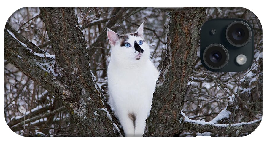 Cat iPhone Case featuring the photograph Felis Silvestris Catus in Winter by Theresa Tahara