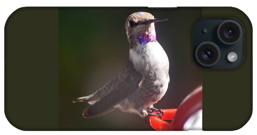 Hummingbird iPhone Case featuring the photograph Female Anna On Perch by Jay Milo