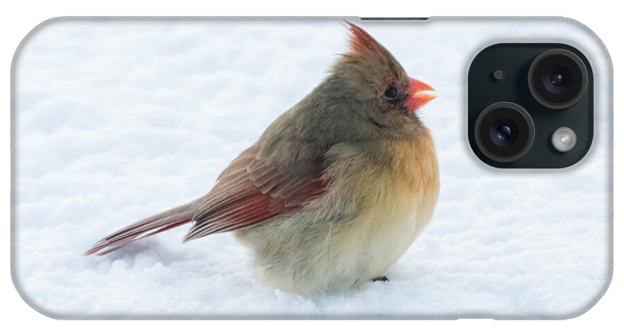Cardinal iPhone Case featuring the photograph Female Cardinal by Holden The Moment