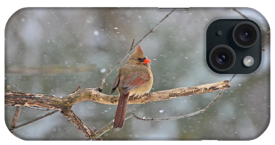 Female Cardinal iPhone Case featuring the photograph Female Cardinal by Lila Fisher-Wenzel