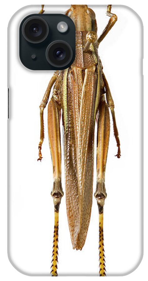 One Animal iPhone Case featuring the photograph Female Large Marsh Grasshopper by Natural History Museum, London/science Photo Library