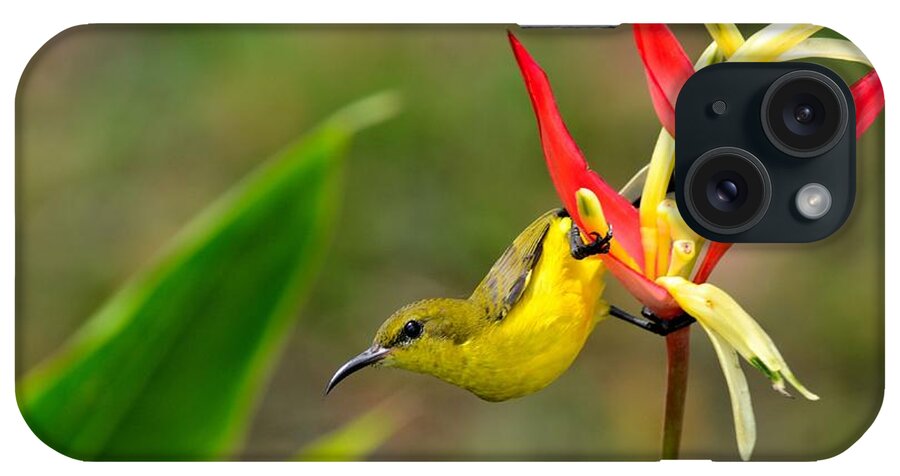 Yellow iPhone Case featuring the photograph Female Olive Backed Sunbird clings to Heliconia plant flower Singapore by Imran Ahmed