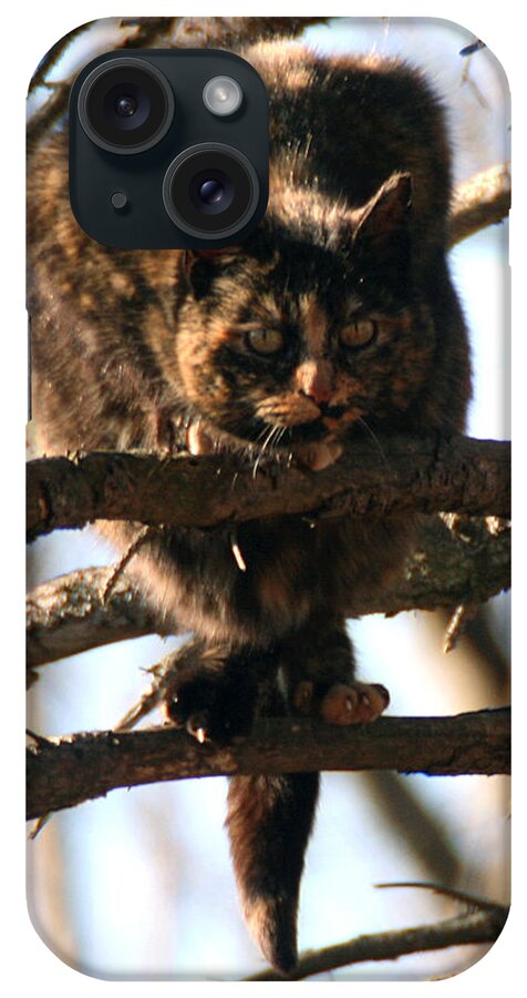 Feral iPhone Case featuring the photograph Feral Cat in Pine Tree by William Selander