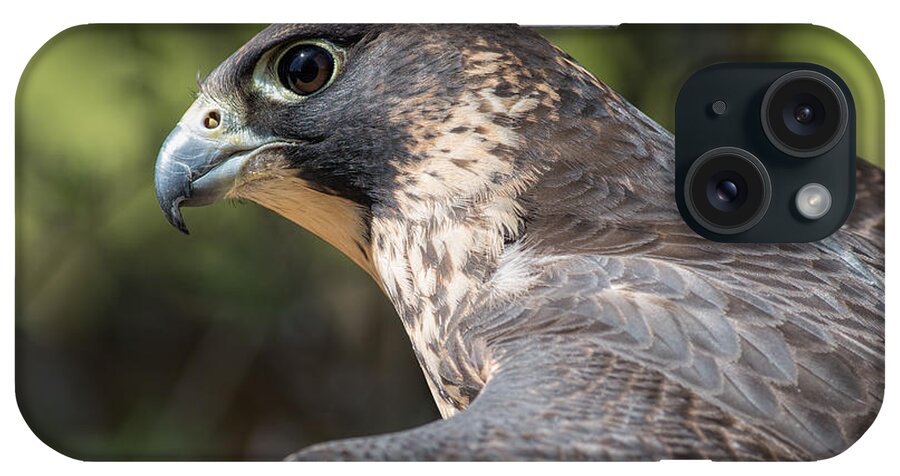 Falcon iPhone Case featuring the photograph Fierce Predator by Dale Kincaid