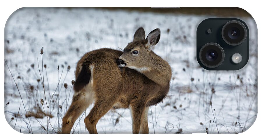 Fawn iPhone Case featuring the photograph First Winter by Belinda Greb
