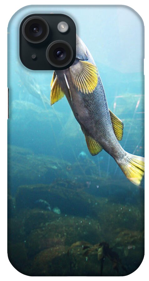 Fish iPhone Case featuring the photograph Fish by Pat Moore