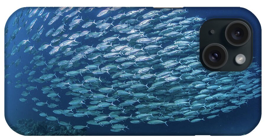 Underwater iPhone Case featuring the photograph Fish School by Paul Cowell Photography