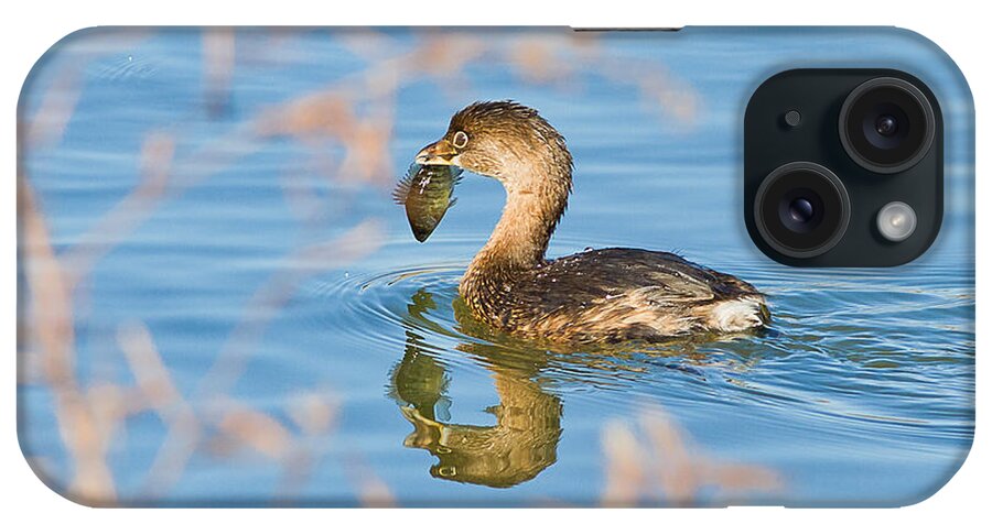 pied-billed Grebe iPhone Case featuring the photograph Fishing by Annette Hugen