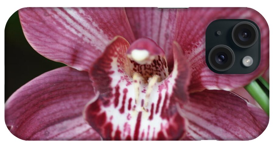 Magents iPhone Case featuring the photograph Five Leaf Orchid by Sue Morris
