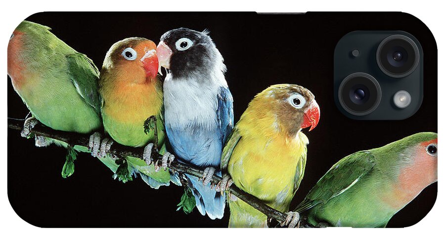 Lovebirds iPhone Case featuring the photograph Five Lovebirds by Jean-Michel Labat