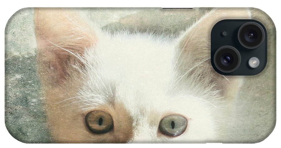 Kitten iPhone Case featuring the photograph Flamepoint Siamese Kitten by Pam Holdsworth