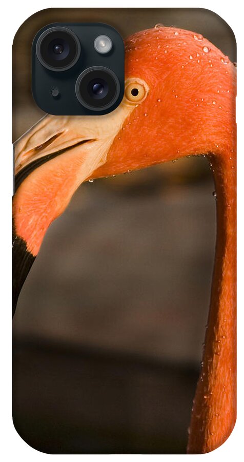 3scape iPhone Case featuring the photograph Flamingo by Adam Romanowicz