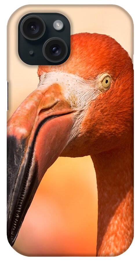American Flamingo iPhone Case featuring the photograph Flamingo in the Sun by Theo O'Connor