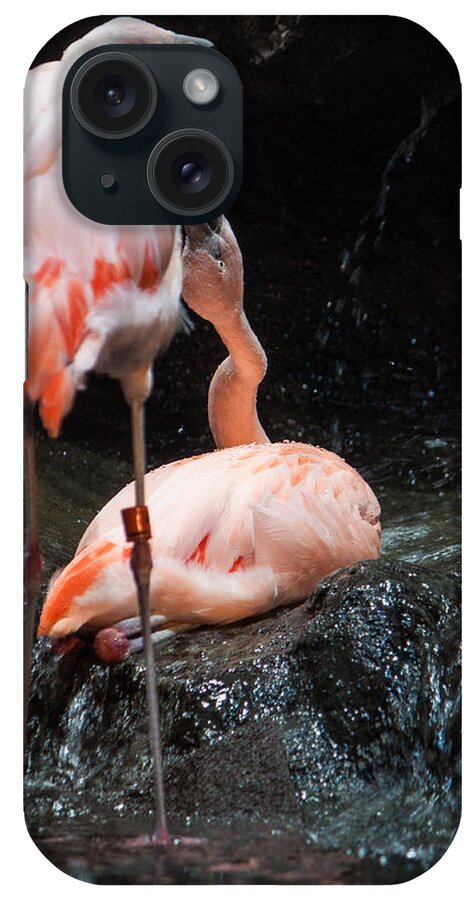 Flamingo iPhone Case featuring the photograph Flamingo Love by Mike Lee