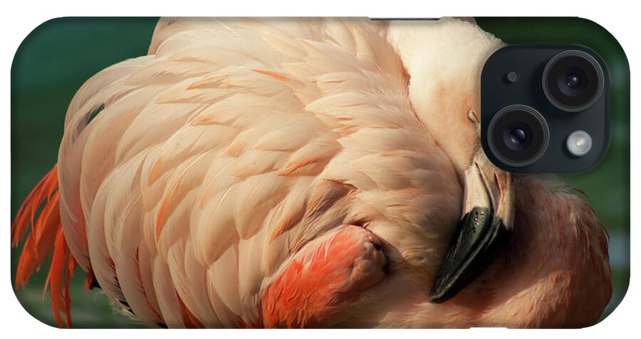 Catalonia iPhone Case featuring the photograph Flamingo Sleeping With Sunny Day by Artur Debat