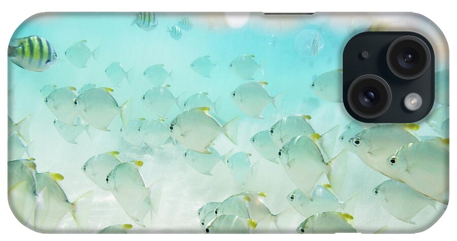 Underwater iPhone Case featuring the photograph Flock Of Fish by Danilovi