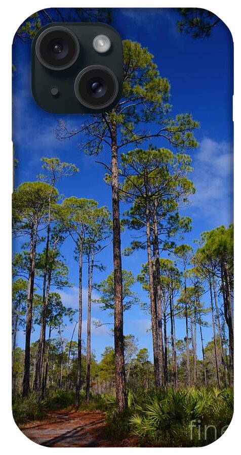 Pine Forest iPhone Case featuring the photograph Florida Pines and Palmettos by Henry Kowalski