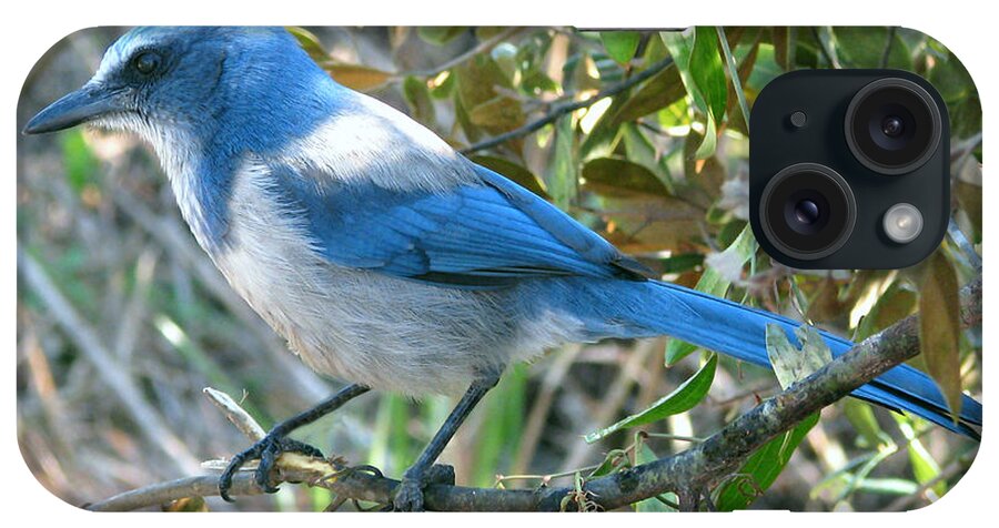 Nature iPhone Case featuring the photograph Florida Scrub Jay by Peggy Urban