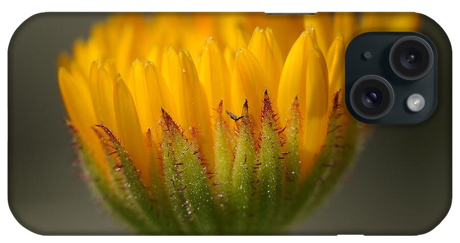Macro iPhone Case featuring the photograph Flower Awakening by Liz Mackney