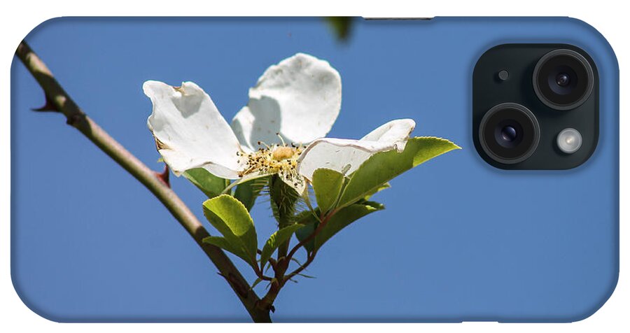 Flower iPhone Case featuring the photograph Flower in the sun by Jessica Brown