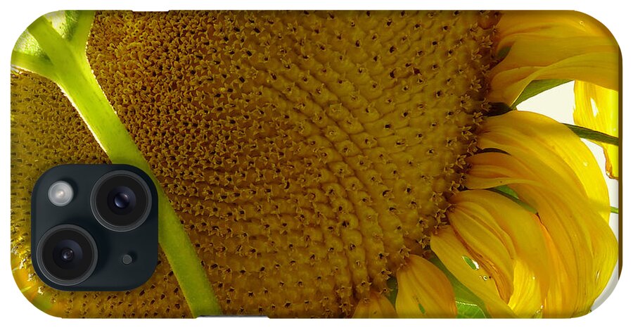 Sunflower iPhone Case featuring the photograph Flower of the Sun by Peter Mooyman
