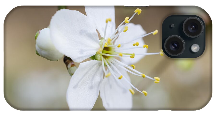 Flower iPhone Case featuring the photograph Flowering cherry blossom by Steev Stamford