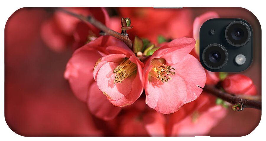Flowering Quince iPhone Case featuring the photograph Flowering Quince by Joy Watson