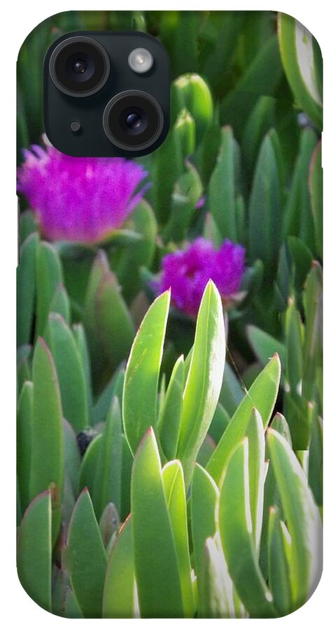 Along The Path In The Park iPhone Case featuring the photograph Flowers on the Way to the Beach by Jan Moore