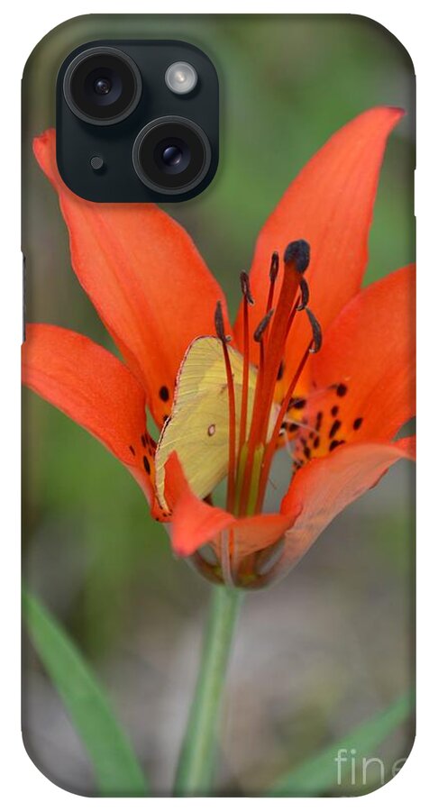 Butterfly iPhone Case featuring the photograph Flutterby Hiding Place by Lynellen Nielsen