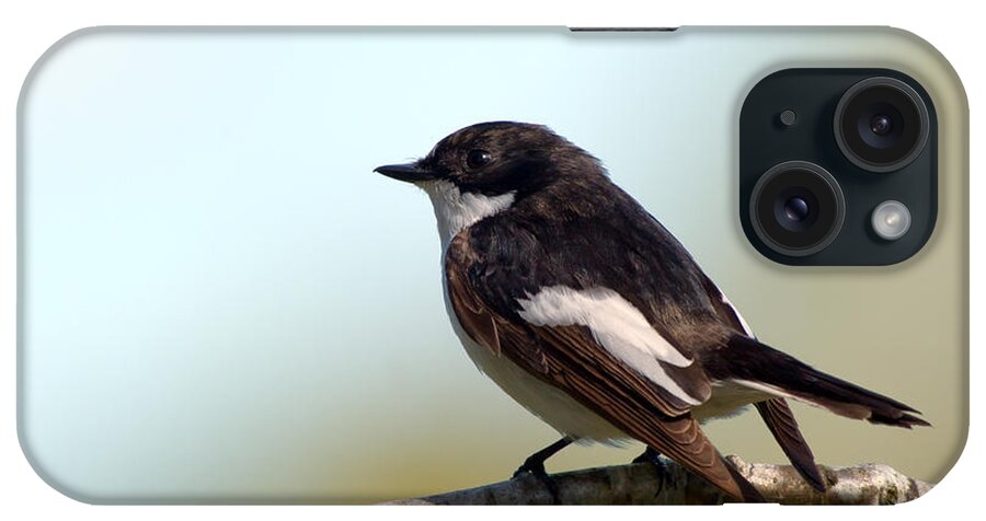 Flycatcher iPhone Case featuring the photograph Flycatcher by Torbjorn Swenelius