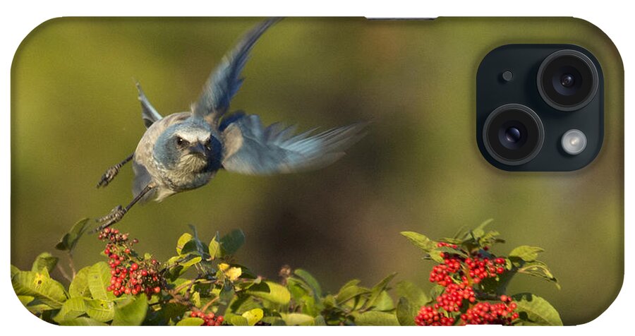 Florida Scrub Jay iPhone Case featuring the photograph Flying Florida Scrub Jay Photo by Meg Rousher