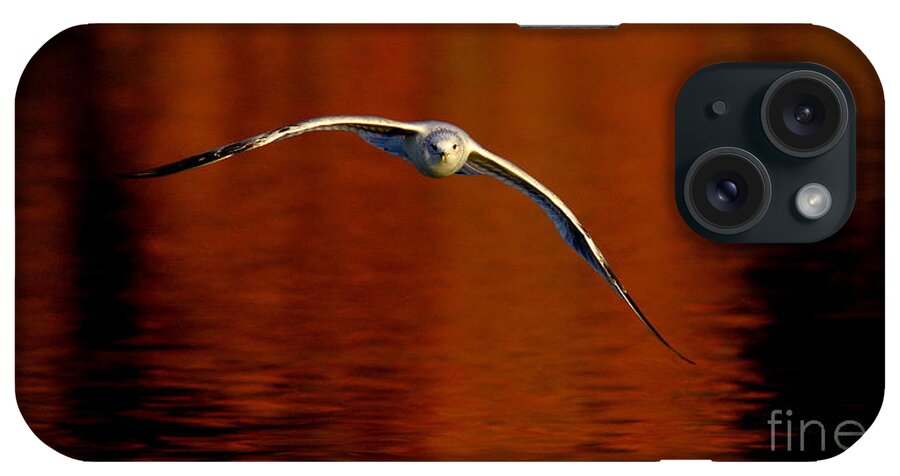 Wildlife iPhone Case featuring the photograph Flying Gull On Fall Color by Robert Frederick
