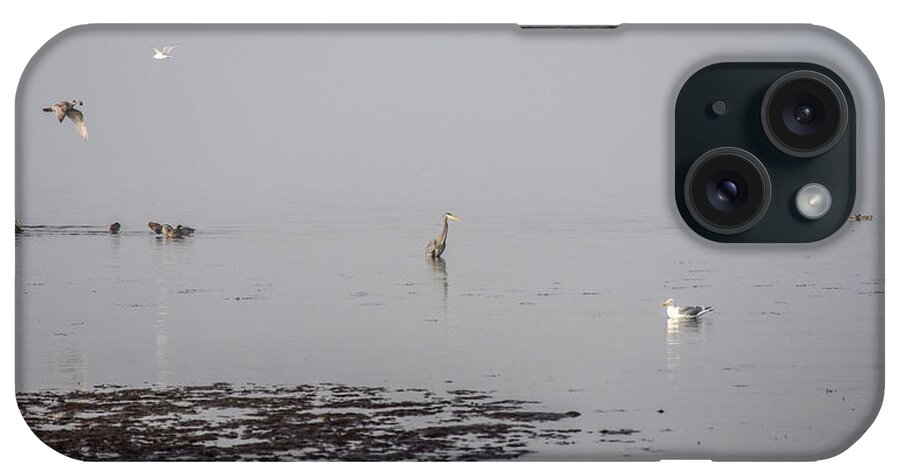 Fog iPhone Case featuring the photograph Foggy Seabird Gathering by Roxy Hurtubise
