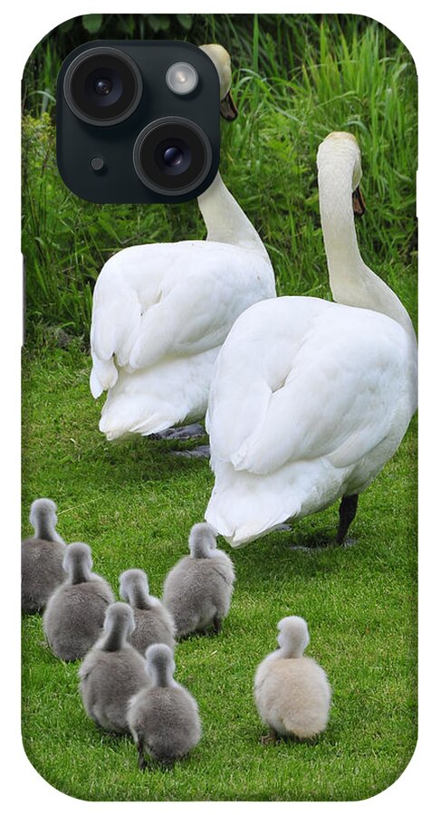 Swans iPhone Case featuring the photograph Follow The Leader by Dan Myers