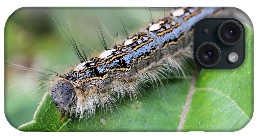 Forest Tent Caterpillar iPhone Case featuring the photograph Forest Tent Caterpillar by Doris Potter
