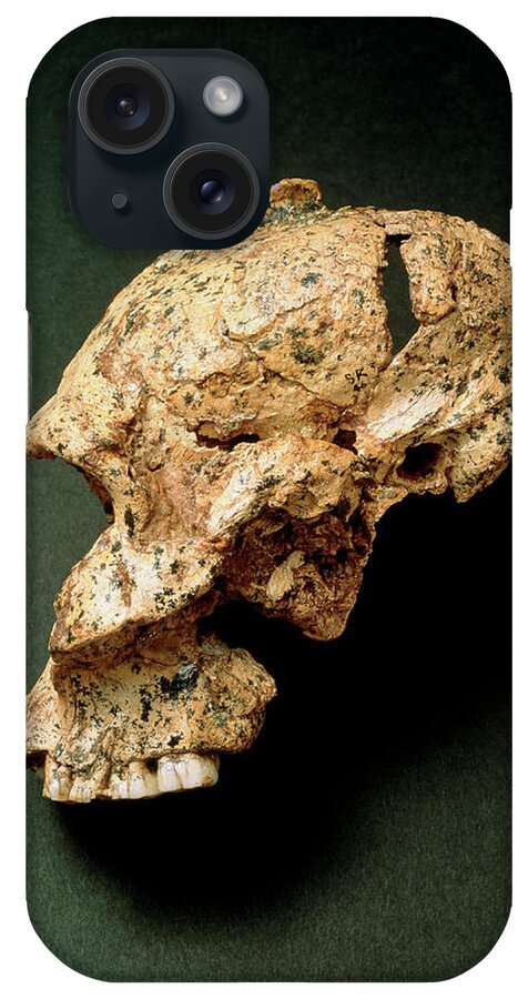 Australopithecine iPhone Case featuring the photograph Fossil Skull Of Paranthropus Robustus (sk46) by John Reader/science Photo Library