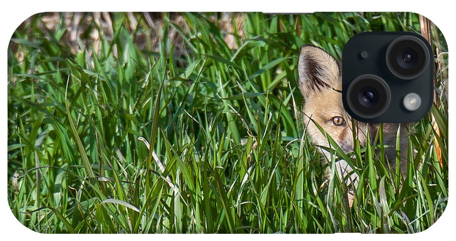  iPhone Case featuring the photograph Fox Kit in Wetlands by Kevin Dietrich