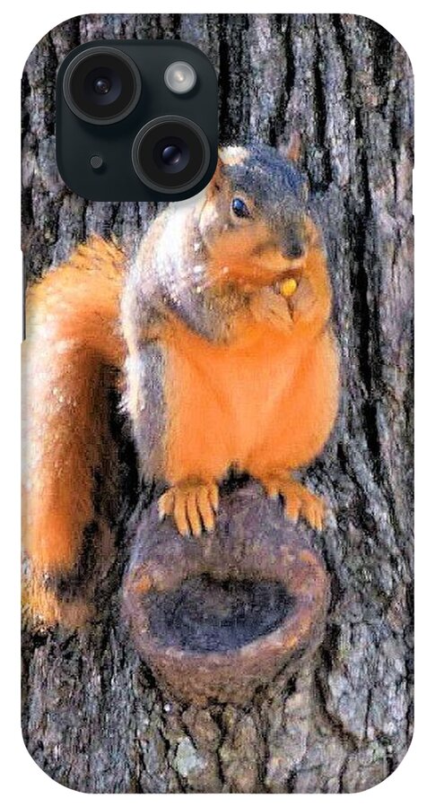 Fox Squirrel iPhone Case featuring the photograph Fox Squirrel on Bur Oak Tree by Janette Boyd
