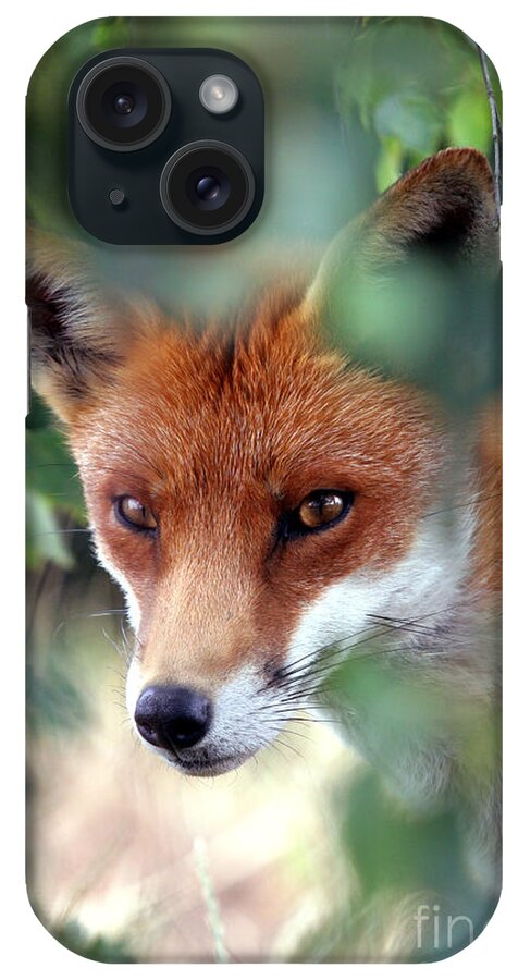 Red iPhone Case featuring the photograph Fox through trees by Tim Gainey