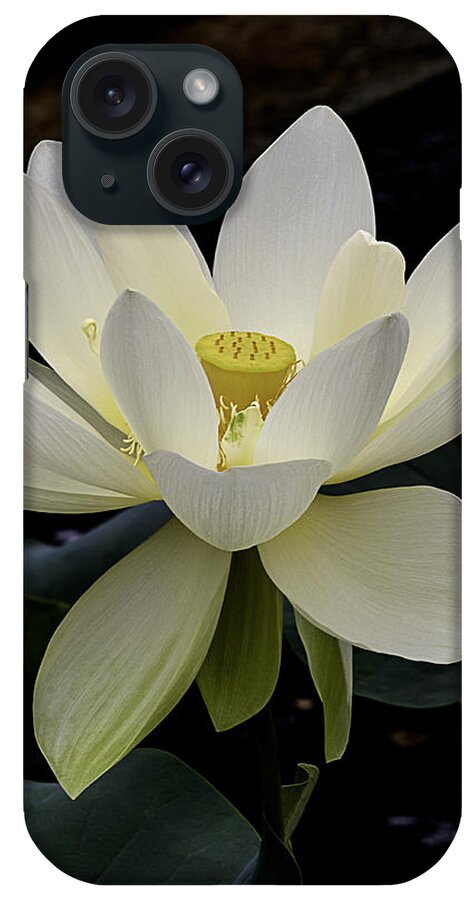 Lotus iPhone Case featuring the photograph Fragrance and Beauty by Julie Palencia