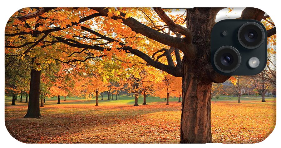 Scott Rackers iPhone Case featuring the photograph Francis Park Autumn Maple by Scott Rackers