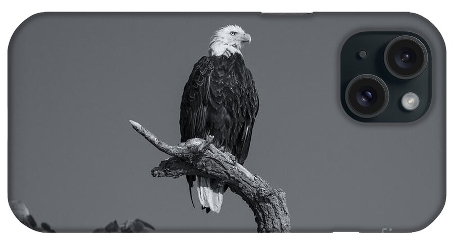American Bald Eagle iPhone Case featuring the photograph Freedom... by Dan Hefle